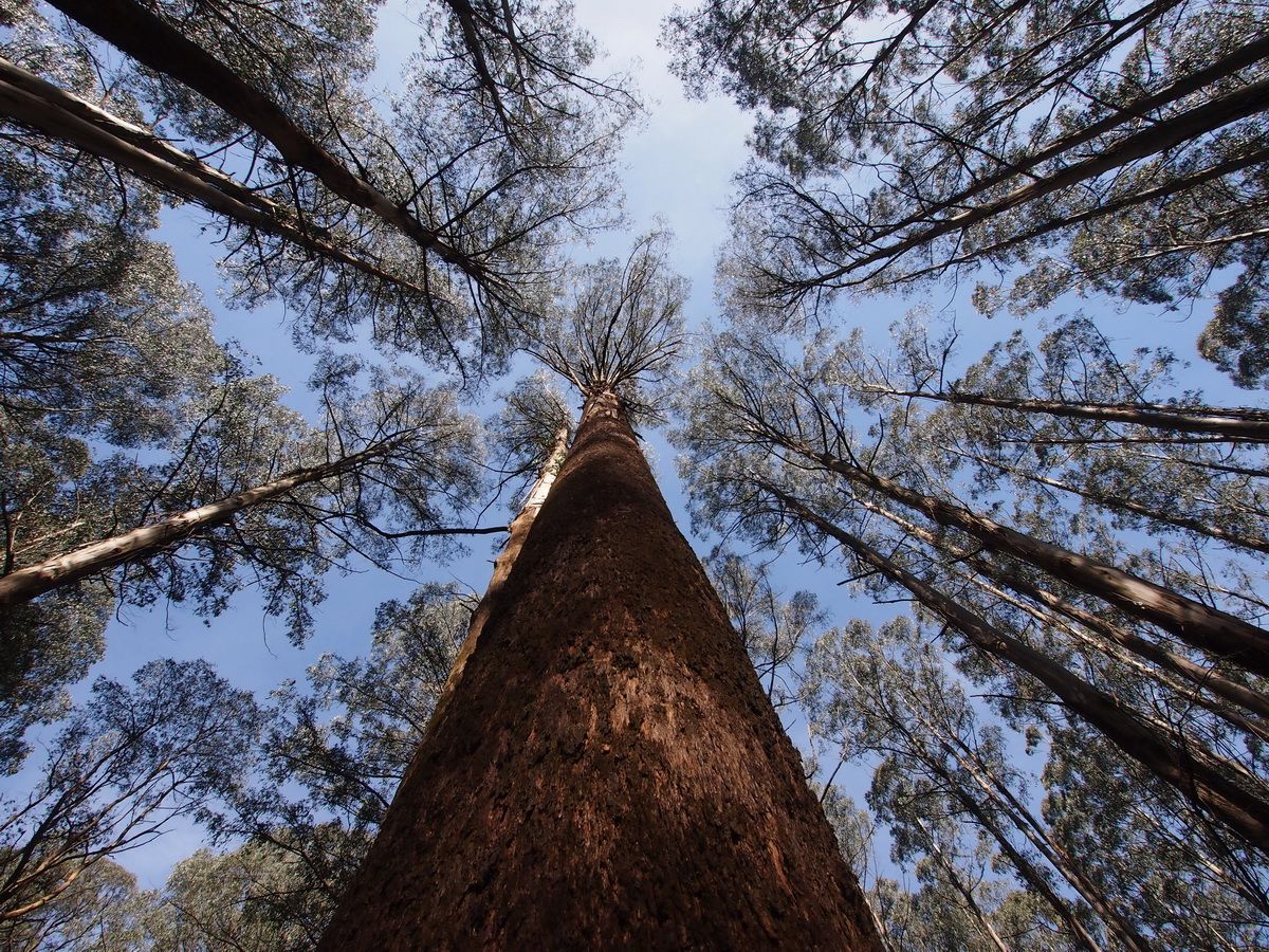 Достигают 150 метров. Эвкалипт царственный Тасмания. Гигантский эвкалипт в Австралии. Эвкалипт царственный дерево Австралии. Австралийский эвкалипт 150 метров.